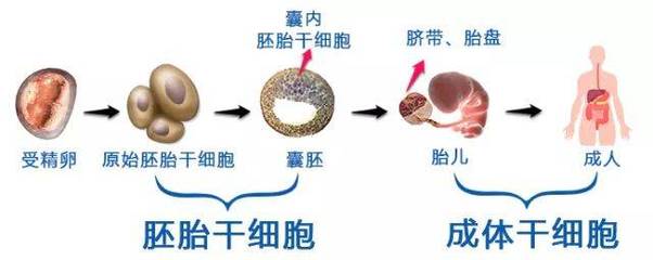 干細(xì)胞熱潮 人體干細(xì)胞技術(shù)開發(fā)與應(yīng)用前景
